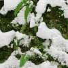 
Ferns were peeking through the snow, on the side of a cliff.