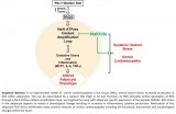 Fat cells found to play a central role in renal failure-associated cardiomyopathy Fat cells found to play a central role in renal failure-associated cardiomyopathy