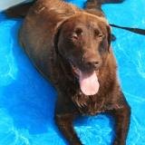 Huntington wins Pet Safe Dog Park Contest Huntington wins Pet Safe Dog Park Contest