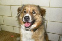 Council Finds Animal Control Broken; Removes Money for Support Council Finds Animal Control Broken; Removes Money for Support