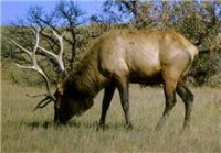 GUEST OP-ED: West Virginia Welfare Elk GUEST OP-ED: West Virginia Welfare Elk