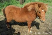 FURRY FRIENDS: Three Legs and a Heart FURRY FRIENDS: Three Legs and a Heart