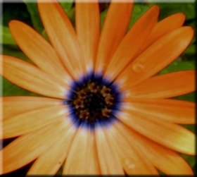 Pushin Up Daisies Pushin Up Daisies