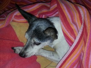 Blind “Hope” Survives in a Caring Home Blind “Hope” Survives in a Caring Home