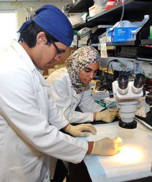 Marshall hosting students from eight institutions for biomedical research internships Emmanuel "Manny" Rosas, left, and Hajer Mazagri are working this summer as biomedical research interns in the lab of Dr. Richard Egleton at Marshall University.