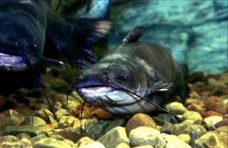 Go catfishing in June at West Virginia state parks Go catfishing in June at West Virginia state parks