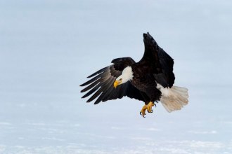 Join the Eagle Brigade for the Winter Eagle Survey Saturday, Jan. 6, 2018 Join the Eagle Brigade for the Winter Eagle Survey Saturday, Jan. 6, 2018
