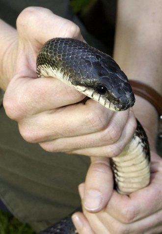 “Snakes of West Virginia” program coming to Holly River State Park July 6 “Snakes of West Virginia” program coming to Holly River State Park July 6
