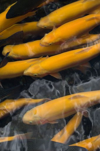 WVDNR News: DNR expands West Virginia Gold Rush trout stockings by 20 waters WVDNR News: DNR expands West Virginia Gold Rush trout stockings by 20 waters