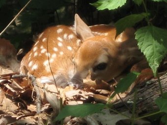 DNR Warns: Leave young wildlife alone DNR Warns: Leave young wildlife alone