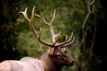 DNR warns: Removing shed elk antlers prohibited DNR warns: Removing shed elk antlers prohibited