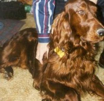 FLASHBACK: Danny Runs at the Rainbow Bridge FLASHBACK: Danny Runs at the Rainbow Bridge