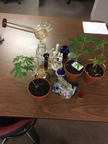 Milton Loud Music Leads to Marijuana Bust Milton Loud Music Leads to Marijuana Bust
