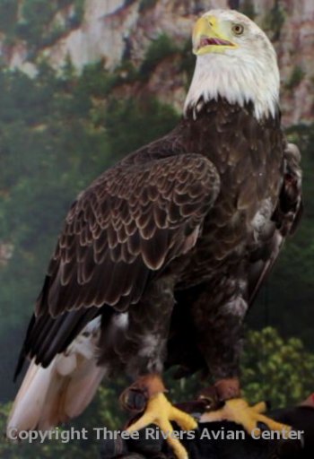 "Wings of Wonder - Birds of Prey" program featured at 14 West Virginia State Parks in 2016 "Wings of Wonder - Birds of Prey" program featured at 14 West Virginia State Parks in 2016