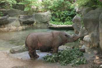 Biology professor part of international research team studying Sumatran rhinos Biology professor part of international research team studying Sumatran rhinos