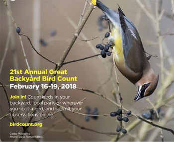 Marshall to participate in the Great Backyard Bird Count Marshall to participate in the Great Backyard Bird Count