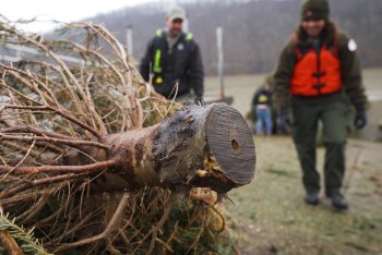 WVDNR uses Christmas trees to create, improve fish habitat at popular fishing locations WVDNR uses Christmas trees to create, improve fish habitat at popular fishing locations