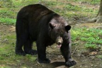West Virginia hunters set record by harvesting 3,195 black bears in 2015 West Virginia hunters set record by harvesting 3,195 black bears in 2015