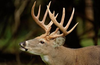 West Virginia’s buck and antlerless deer firearms seasons open Nov. 20 West Virginia’s buck and antlerless deer firearms seasons open Nov. 20