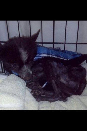 Altizer Found Dog Needs Home Altizer Found Dog Needs Home