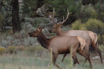 Arizona elk prepared for their new West Virginia home Arizona elk prepared for their new West Virginia home