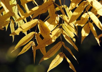 Raking Leaves into Street, Drains Will Lead to Fine Raking Leaves into Street, Drains Will Lead to Fine