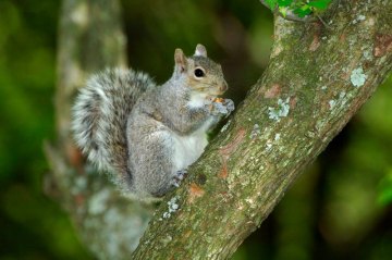 Statewide and Youth Squirrel Hunting Seasons Open in September Statewide and Youth Squirrel Hunting Seasons Open in September