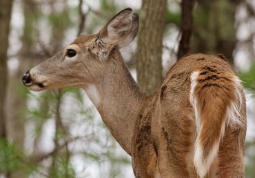 CORRECTION... Applications available for 2018 Antlerless Deer Season limited permit areas CORRECTION... Applications available for 2018 Antlerless Deer Season limited permit areas