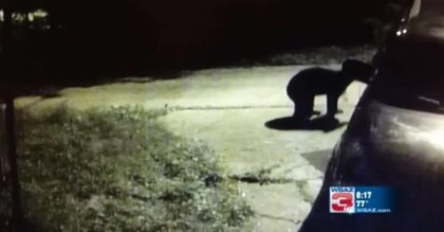 Black Bear(s) Roaming Around Huntington Black Bear(s) Roaming Around Huntington