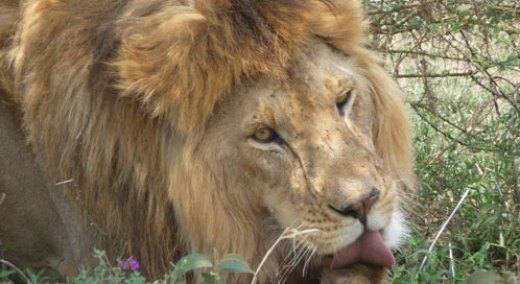 The Lion and the Scapegoat The Lion and the Scapegoat