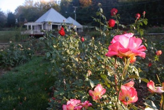Rose Garden Giveaway Scheduled Rose Garden Giveaway Scheduled