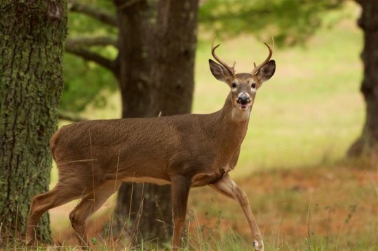 West Virginia’s buck and antlerless deer firearms seasons open Nov. 21, 2016 West Virginia’s buck and antlerless deer firearms seasons open Nov. 21, 2016