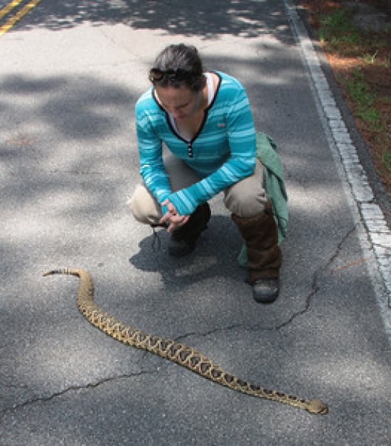  Dr. Jayme Waldron gets a close-up look at a rattlesnake as it crosses a road. She has spent much of her career tracking the eastern diamondback rattlesnakes to learn more about how and where they live, and how far they roam.  