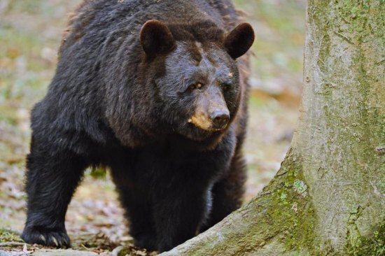 Limited bear firearms season permit applications available online Limited bear firearms season permit applications available online
