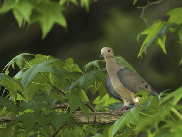 West Virginia’s 2014 seasons set for dove, rail, snipe and woodcock Hunting season for mourning doves, along with seasons for woodcock, common snipe and sora and Virginia rails, begins Sept. 1, 2014.